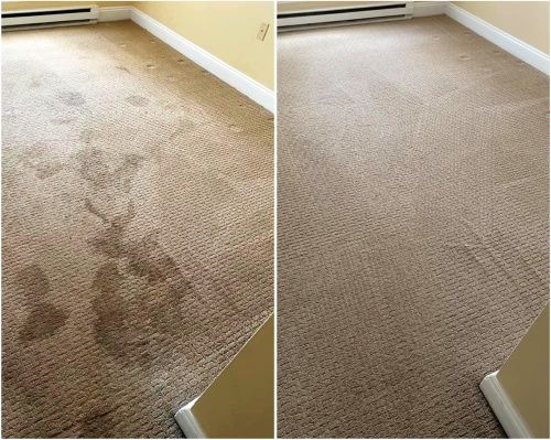pet urine stain removal service