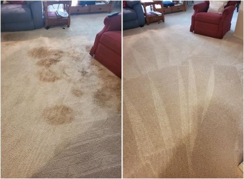 pet urine stain removal service